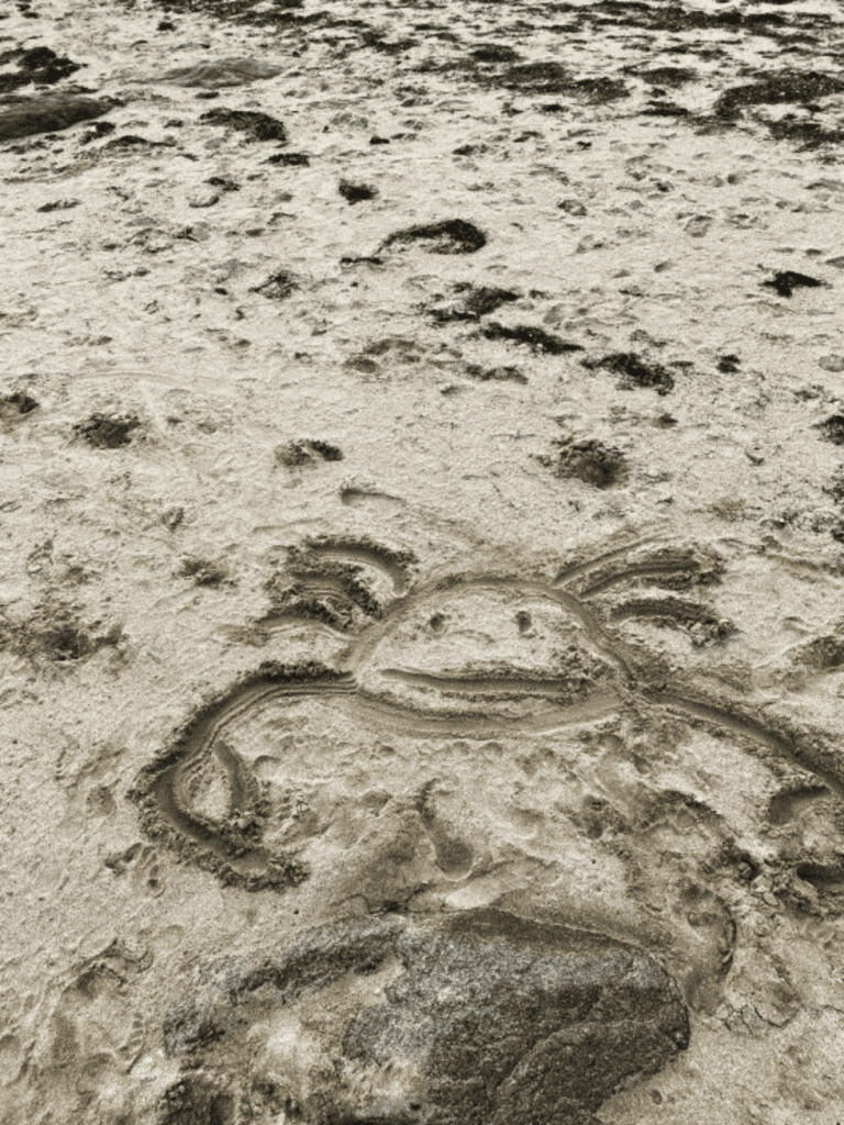 dessin d'un crabe sur la plage