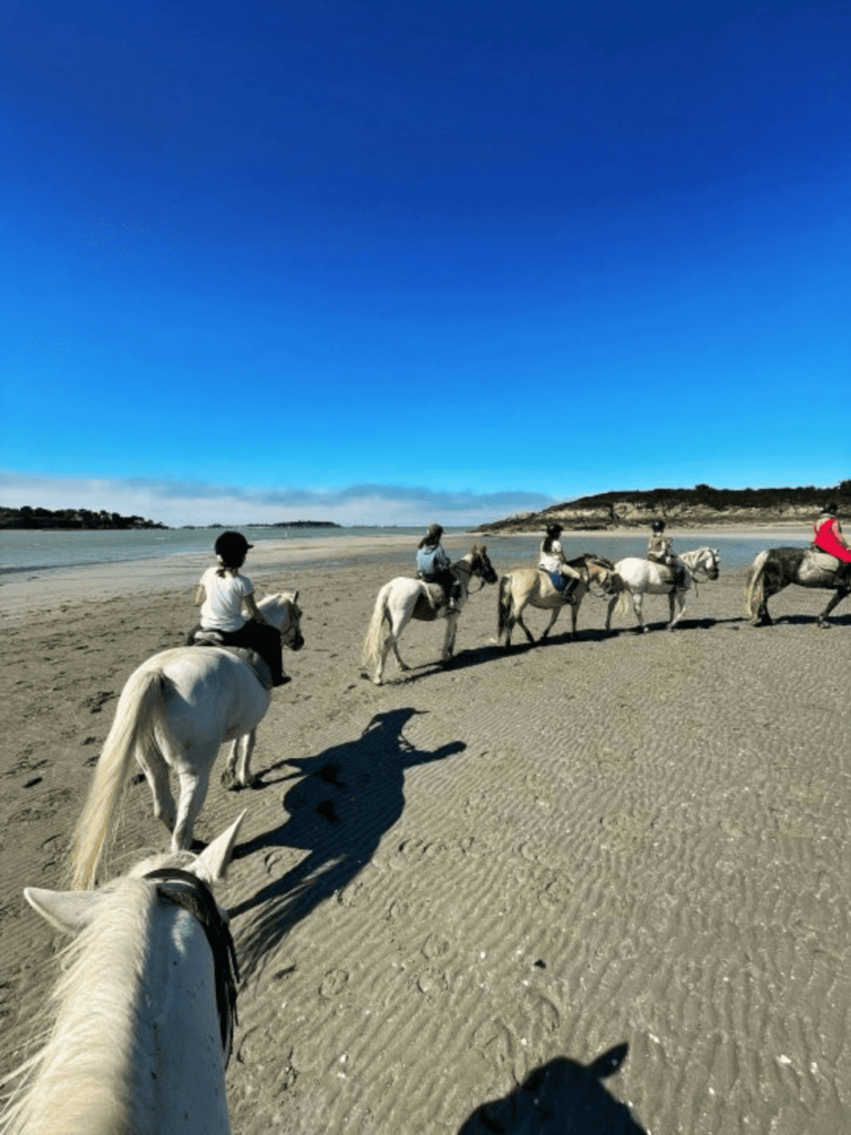 un groupe de chevaux marchant sur une plage