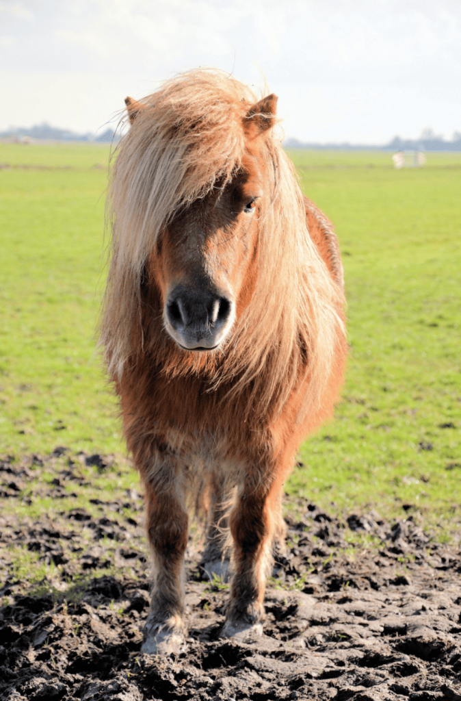 un poney brun debout dans un champ de terre