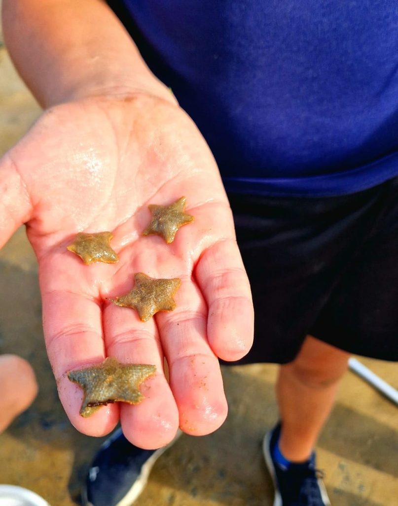 une personne tenant des petites étoiles de mer à la main